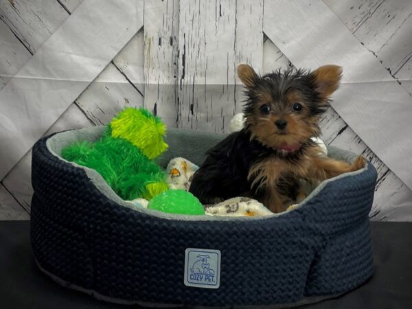 Yorkshire Terrier-DOG-Female-Black / Tan-25004-Petland Las Vegas, Nevada