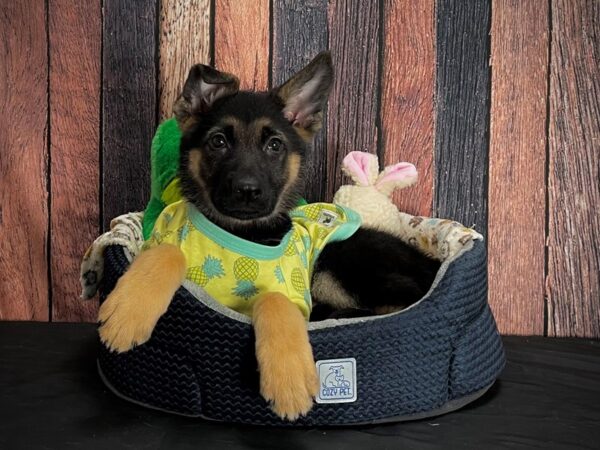 German Shepherd Dog-DOG-Female-Black / Tan-25034-Petland Las Vegas, Nevada