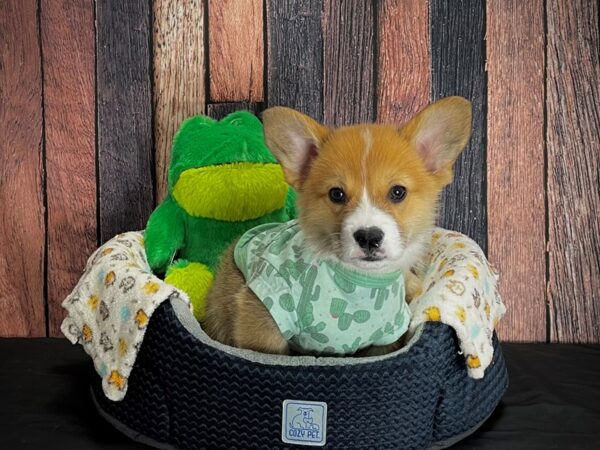 Pembroke Welsh Corgi-DOG-Male-Sable / White-25030-Petland Las Vegas, Nevada