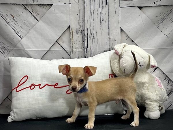 Chihuahua-DOG-Male-Fawn-25277-Petland Las Vegas, Nevada