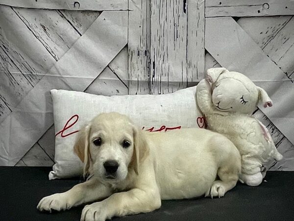 Golden Retriever-DOG-Male-Golden-25302-Petland Las Vegas, Nevada
