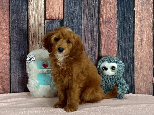 F1B Mini Goldendoodle-DOG-Female-Red-25427-Petland Las Vegas, Nevada