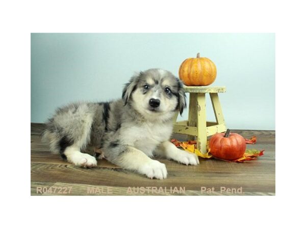 Australian Shepherd-DOG-Male-BL MRL:WH MKGS TAN PTS-18073-Petland Las Vegas, Nevada