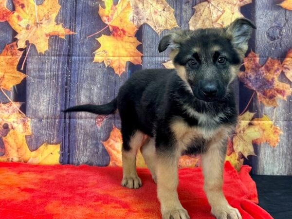 German Shepherd Dog-Dog-Male-Black and Tan-25642-Petland Las Vegas, Nevada