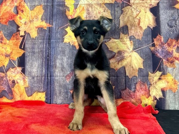 German Shepherd Dog-Dog-Female-Black and Tan-25641-Petland Las Vegas, Nevada