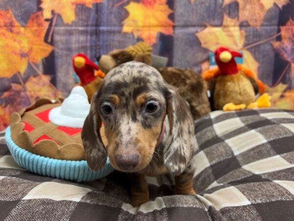 Dachshund-Dog-Female-Chocolate / Tan-25723-Petland Las Vegas, Nevada