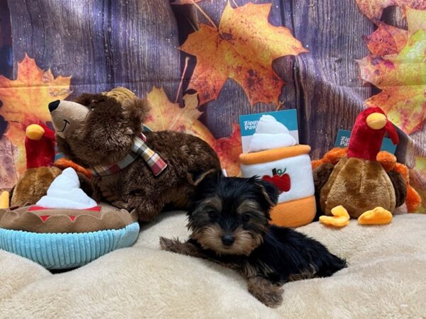 Yorkshire Terrier-Dog-Female-Black / Tan-25765-Petland Las Vegas, Nevada