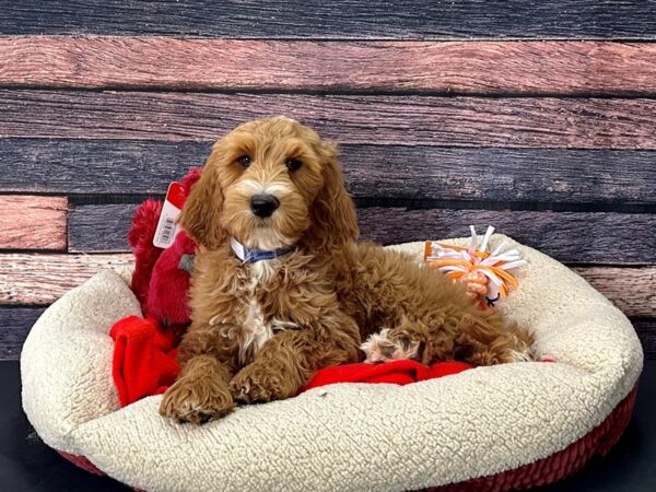 F1B Goldendoodle-Dog-Male-Golden-25703-Petland Las Vegas, Nevada