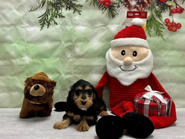 Dachshund-Dog-Female-Black & Tan-25854-Petland Las Vegas, Nevada