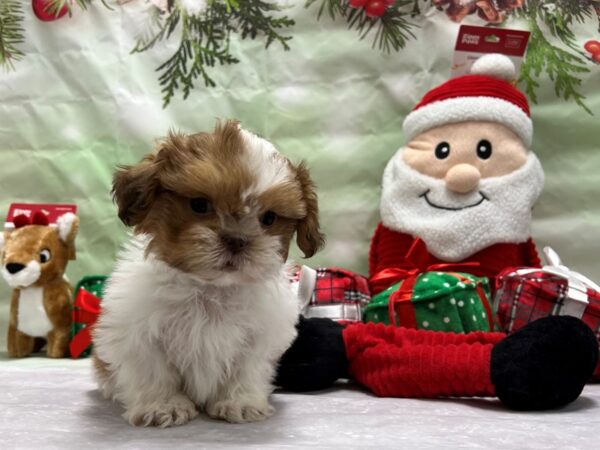 Shih Tzu-Dog-Male-White Chocolate Gold-25838-Petland Las Vegas, Nevada