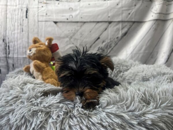 Yorkshire Terrier-Dog-Male-Black and Tan-26057-Petland Las Vegas, Nevada