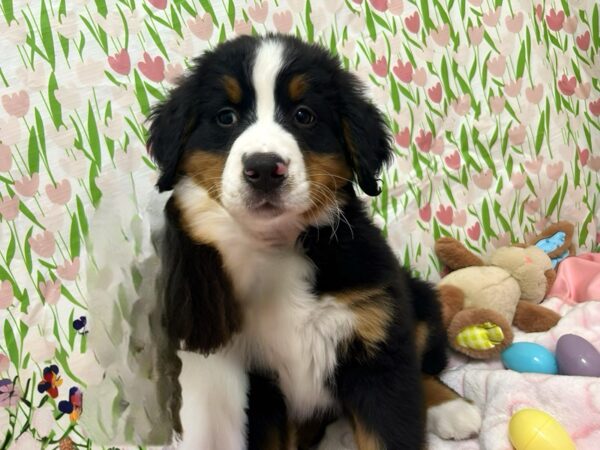 [#28766] Black / Tan Female Bernese Mountain Dog Puppies For Sale