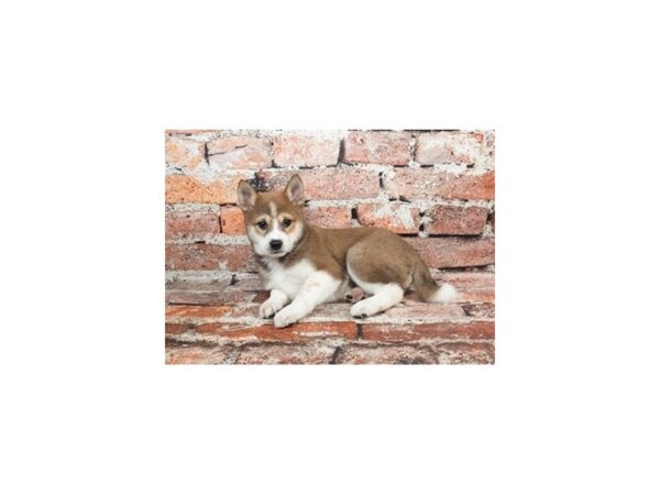 [#28770] Red Sesame Female Shiba Inu Puppies For Sale