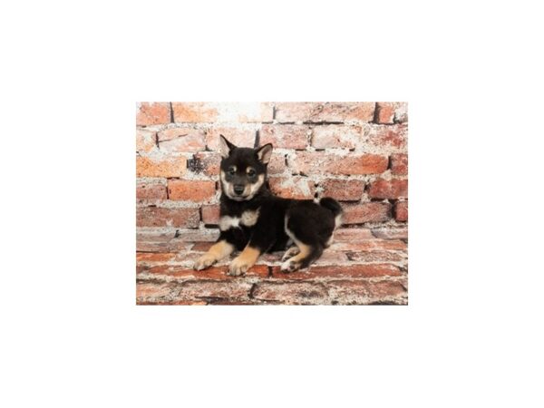 [#28771] Black and Tan Male Shiba Inu Puppies For Sale