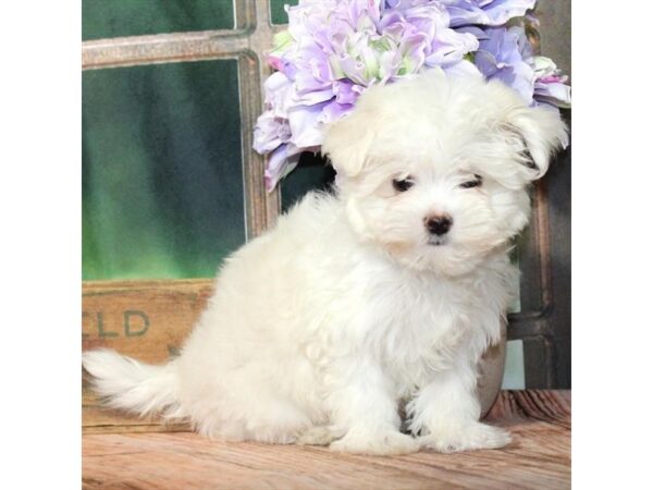 [#28804] White Male Maltese Puppies For Sale